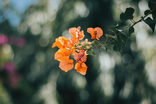 红花籽油，花生油，金龙鱼一比一比一调和油哪一个炒菜更香？